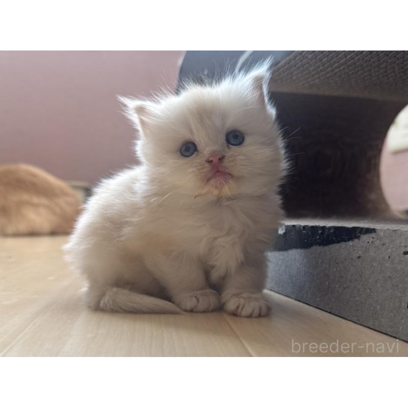 販売中の香川県のマンチカン-132090の5枚目