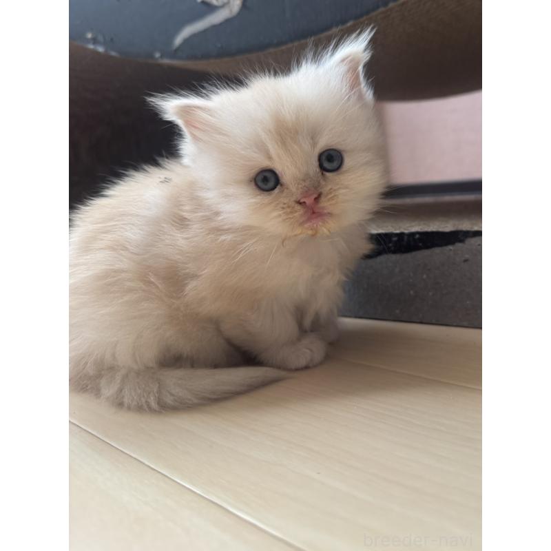 販売中の香川県のマンチカン-132090の4枚目