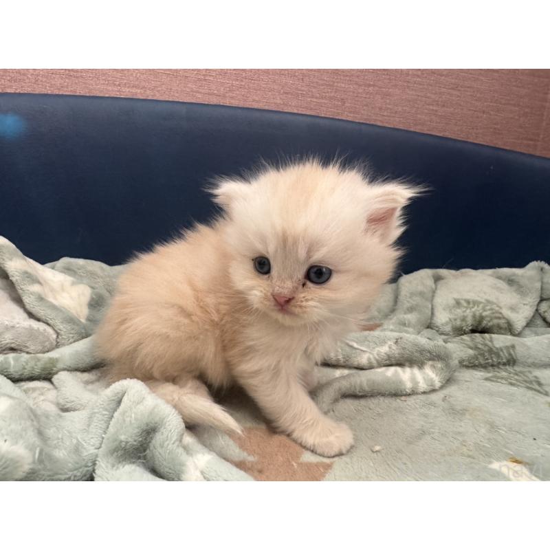 販売中の香川県のマンチカン-132090の2枚目