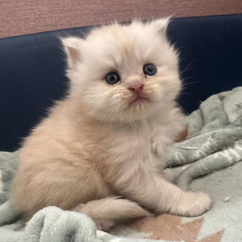 販売中の香川県のマンチカン-132090の1枚目