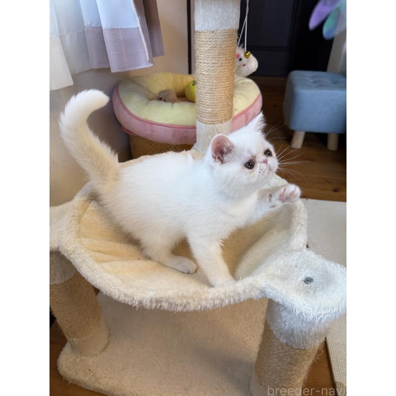 成約済の兵庫県のエキゾチックショートヘア-130399の8枚目