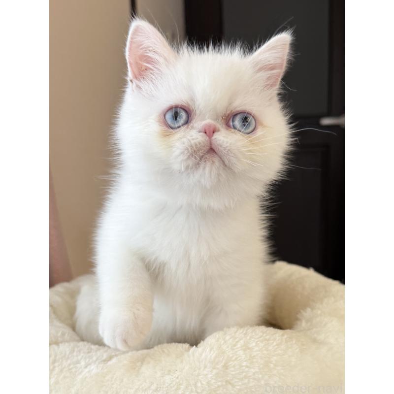 成約済の兵庫県のエキゾチックショートヘア-130399の7枚目