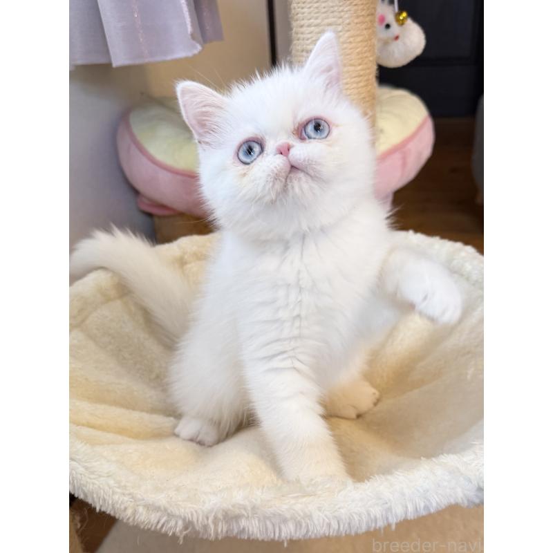 成約済の兵庫県のエキゾチックショートヘア-130399の6枚目