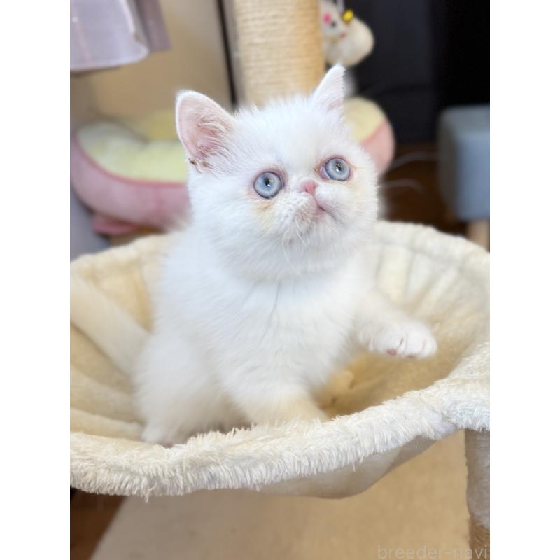 成約済の兵庫県のエキゾチックショートヘア-130399の5枚目