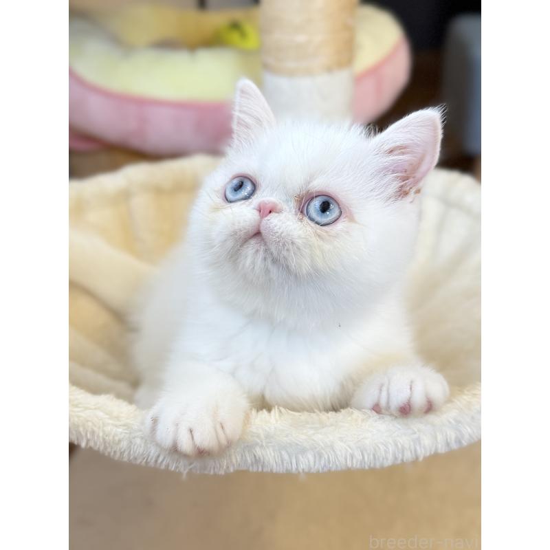 成約済の兵庫県のエキゾチックショートヘア-130399の4枚目