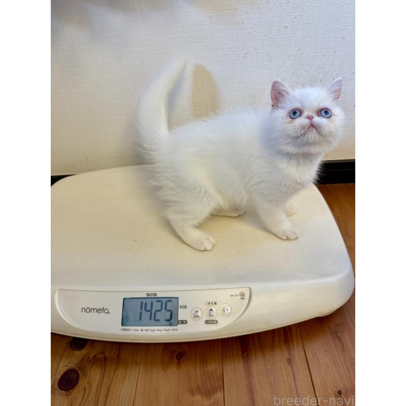 成約済の兵庫県のエキゾチックショートヘア-130399の3枚目