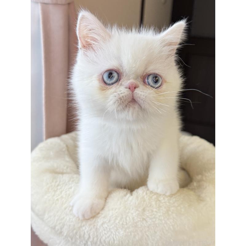 成約済の兵庫県のエキゾチックショートヘア-130399の2枚目