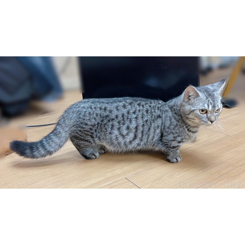 成約済の東京都のジェネッタ-119693の2枚目