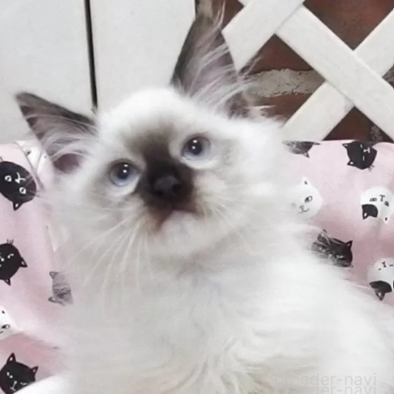 販売中の大阪府のラグドール-132091の1枚目