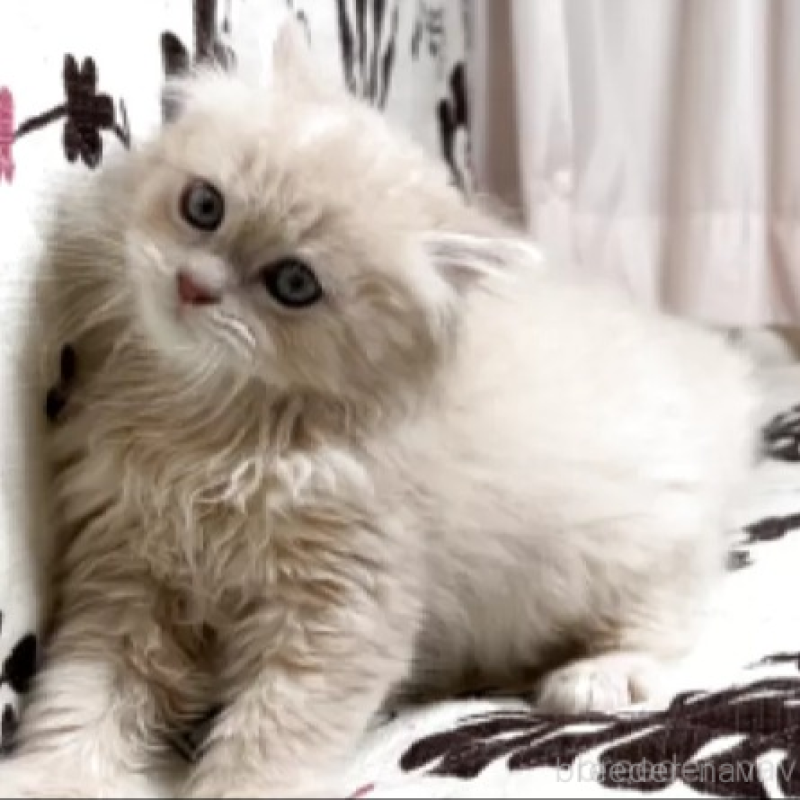 販売中の福井県のミヌエット-132092