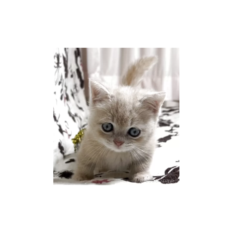 販売中の福井県のミヌエット(短足)-132093の2枚目