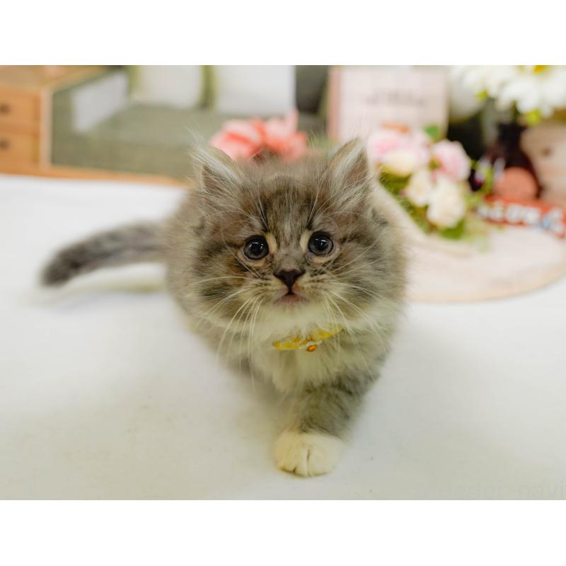 販売中の神奈川県のノルウェージャンフォレストキャット-132094の8枚目