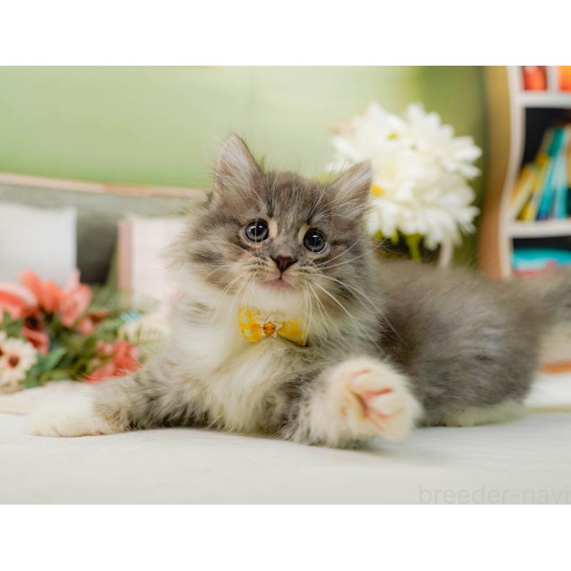 販売中の神奈川県のノルウェージャンフォレストキャット-132094の6枚目