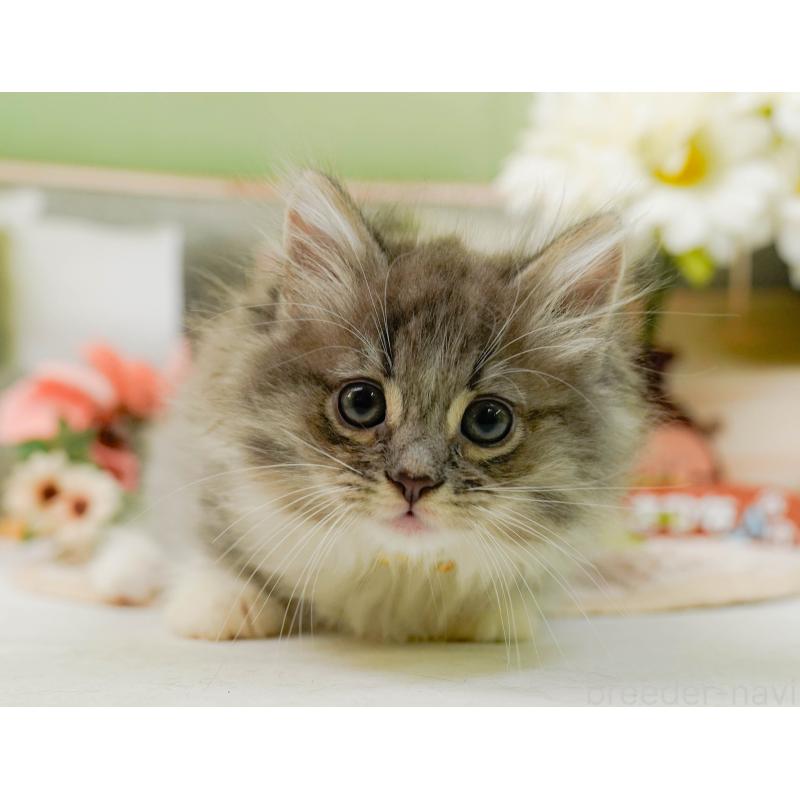 販売中の神奈川県のノルウェージャンフォレストキャット-132094の5枚目