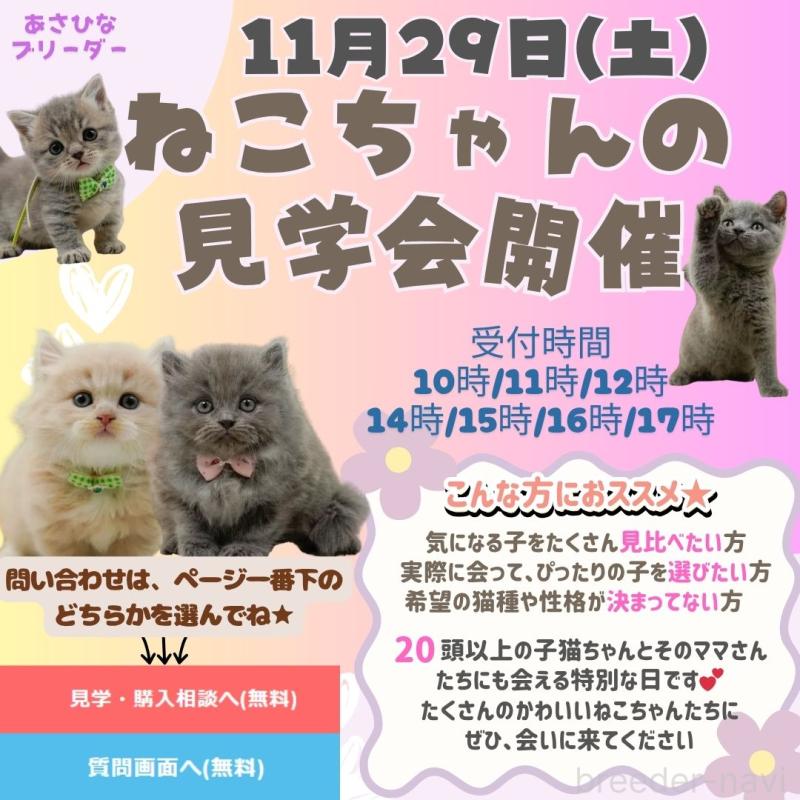 販売中の神奈川県のノルウェージャンフォレストキャット-132097の13枚目