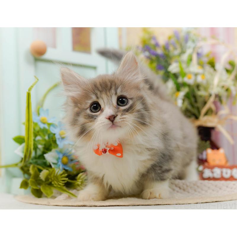 販売中の神奈川県のノルウェージャンフォレストキャット-132097の12枚目