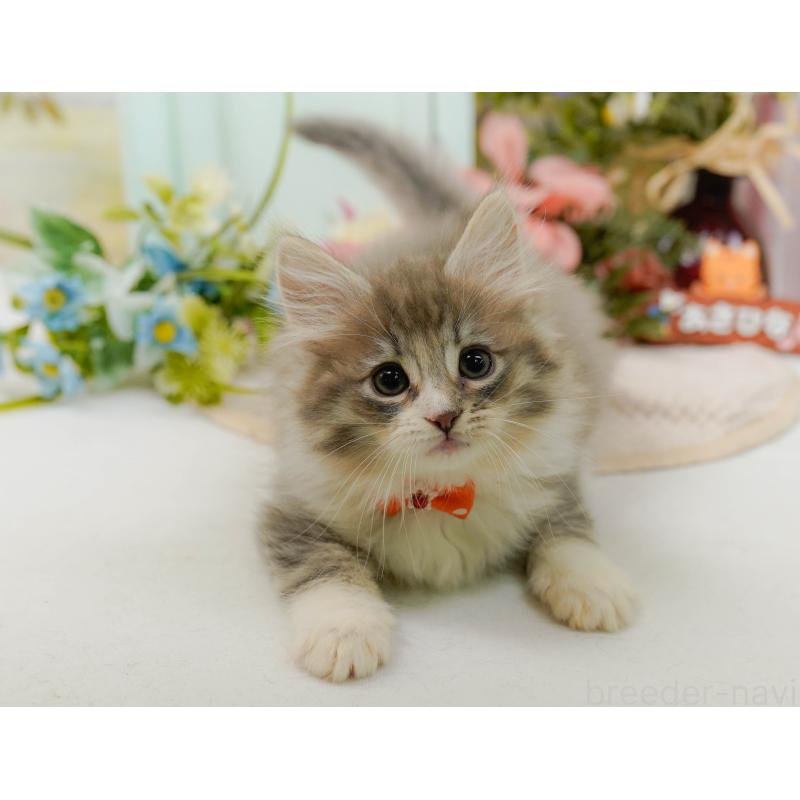 販売中の神奈川県のノルウェージャンフォレストキャット-132097の7枚目