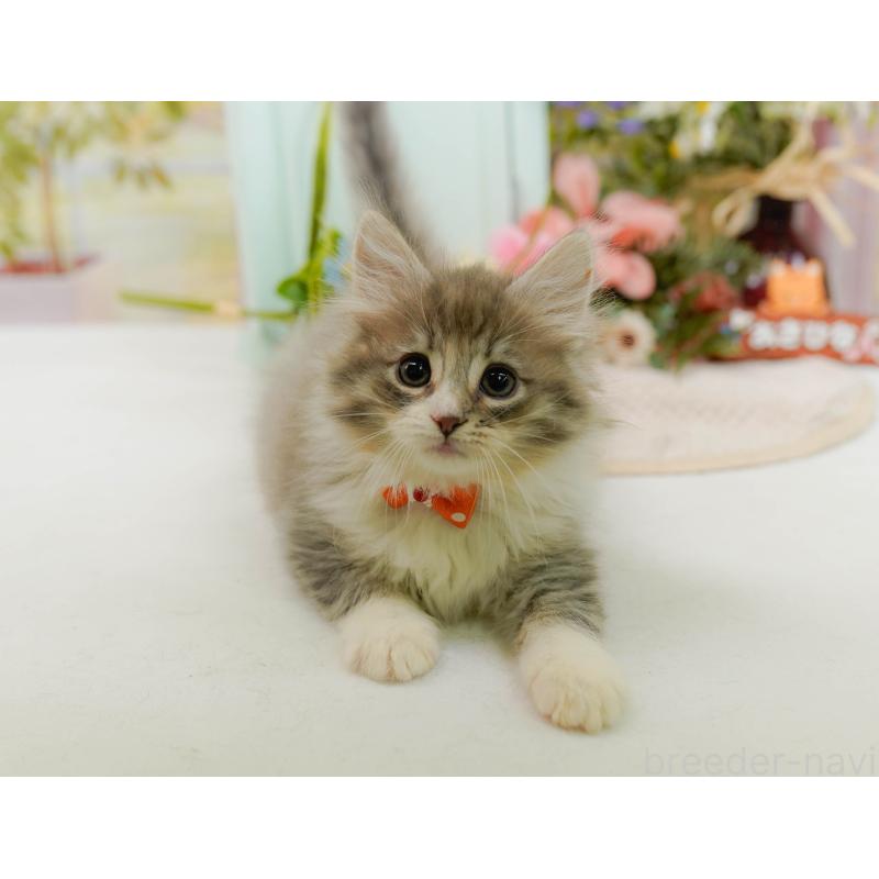 販売中の神奈川県のノルウェージャンフォレストキャット-132097の6枚目