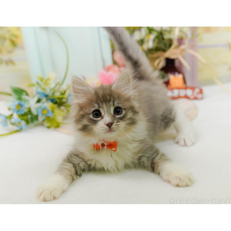 販売中の神奈川県のノルウェージャンフォレストキャット-132097の5枚目