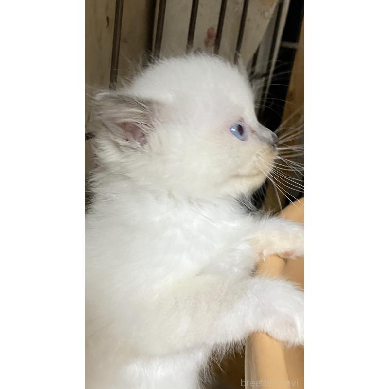 販売中の滋賀県のラグドール-132095の2枚目