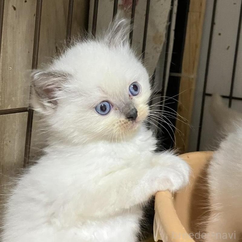 販売中の滋賀県のラグドール-132095