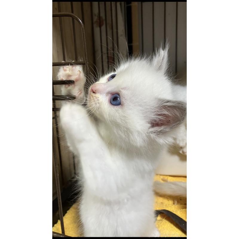 販売中の滋賀県のラグドール-132096の3枚目