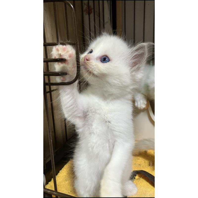 販売中の滋賀県のラグドール-132096の2枚目