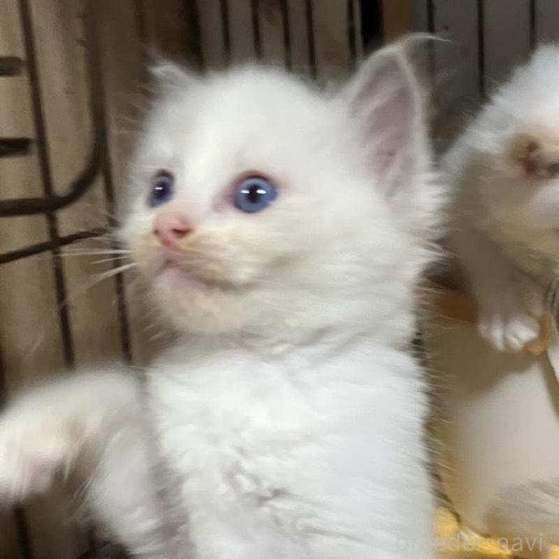 販売中の滋賀県のラグドール-132096