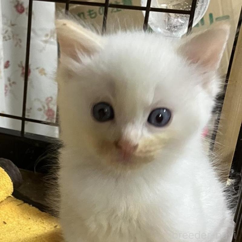 販売中の滋賀県のラグドール-132098の1枚目