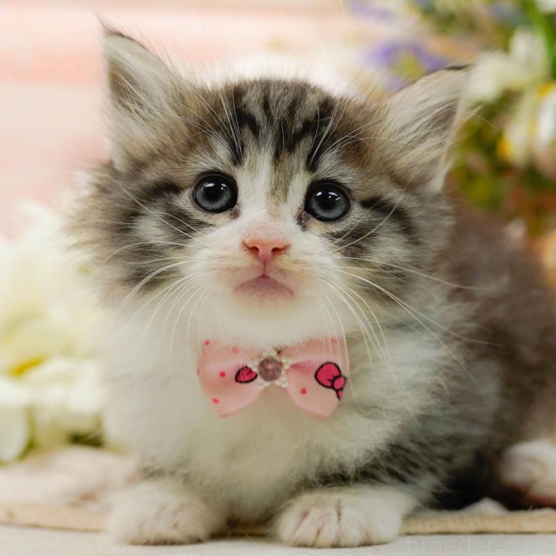 販売中の神奈川県のノルウェージャンフォレストキャット-132099の1枚目