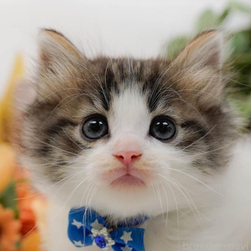 販売中の神奈川県のノルウェージャンフォレストキャット-132100