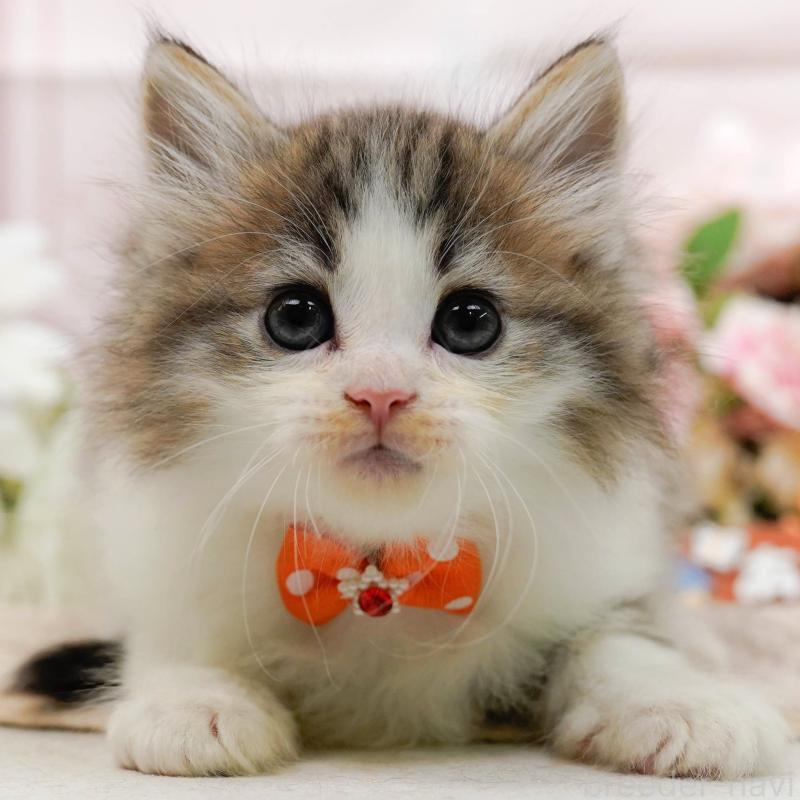 販売中の神奈川県のノルウェージャンフォレストキャット-132101