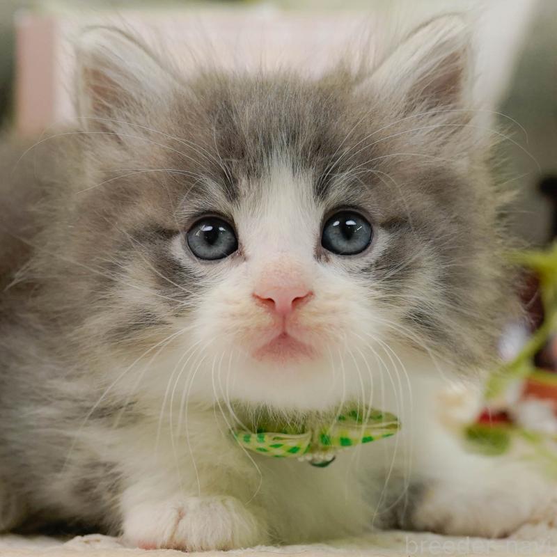 販売中の神奈川県のノルウェージャンフォレストキャット-132102