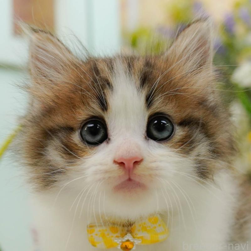 商談中の神奈川県のノルウェージャンフォレストキャット-132103の1枚目