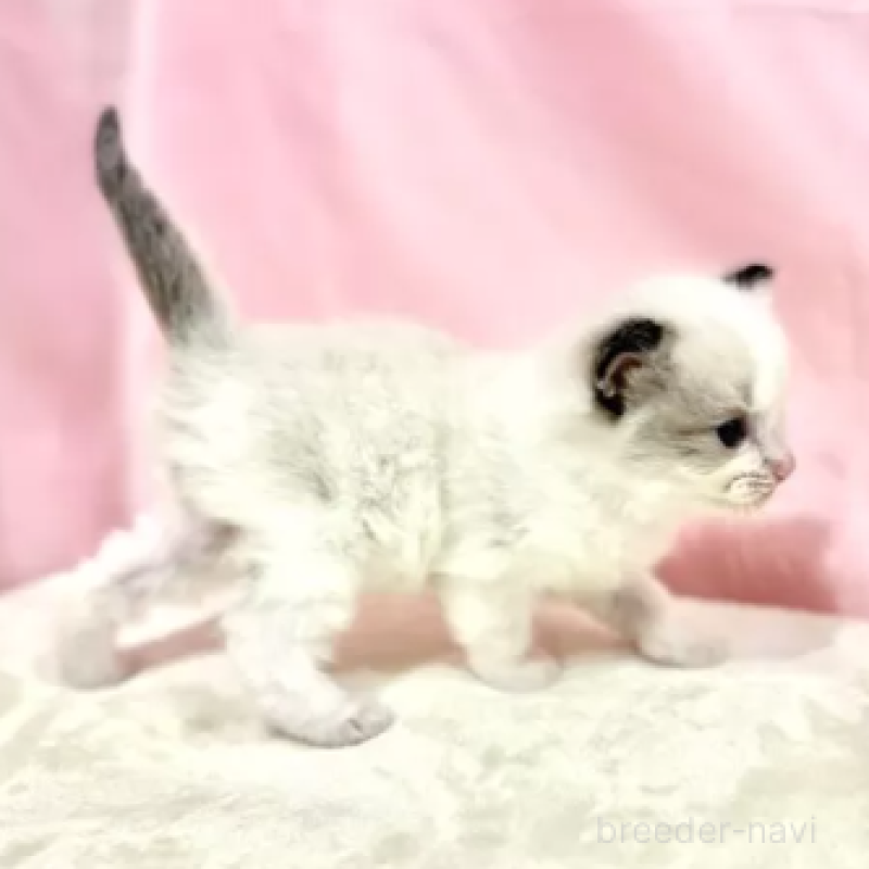 販売中の東京都のラグドール-132104の2枚目