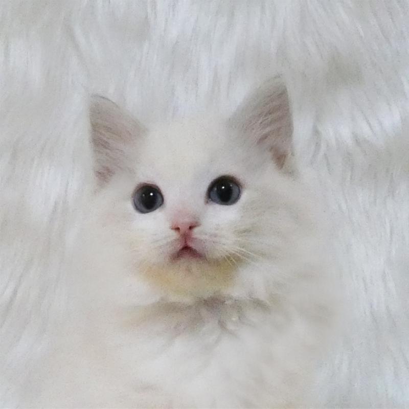 販売中の茨城県のラグドール-132105の1枚目