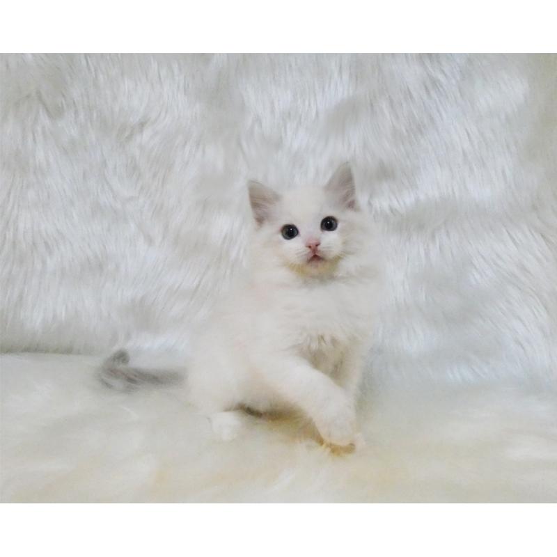 販売中の茨城県のラグドール-132105の4枚目