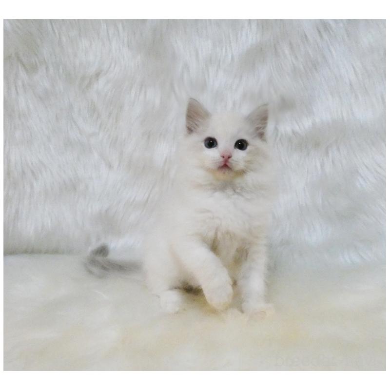 販売中の茨城県のラグドール-132105の3枚目