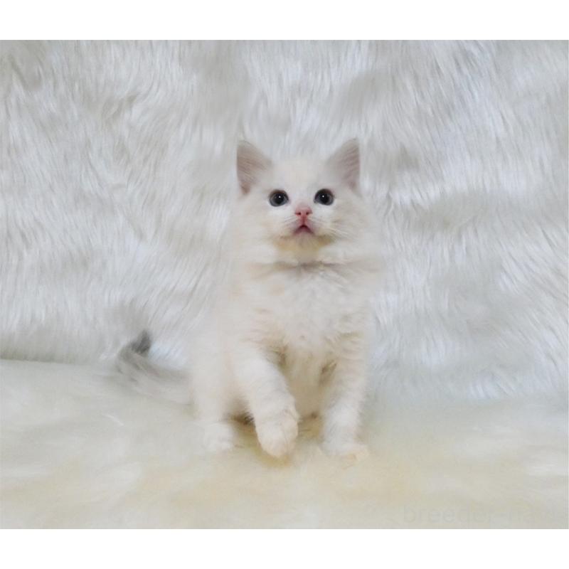 販売中の茨城県のラグドール-132105の2枚目