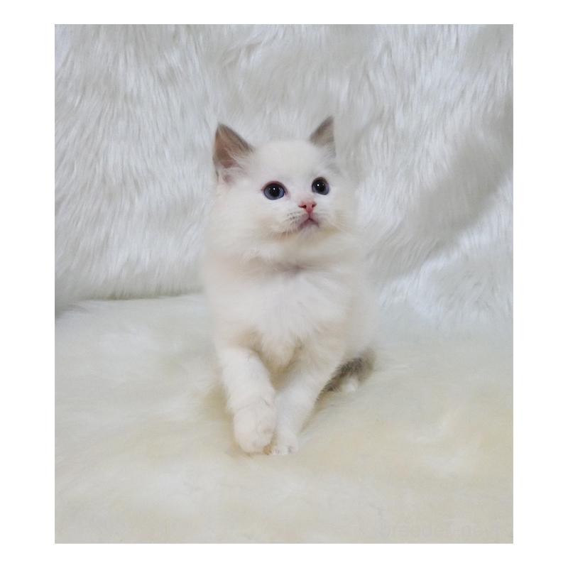 販売中の茨城県のラグドール-132106の5枚目