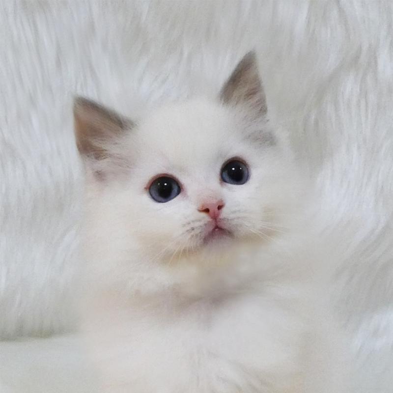 販売中の茨城県のラグドール-132106