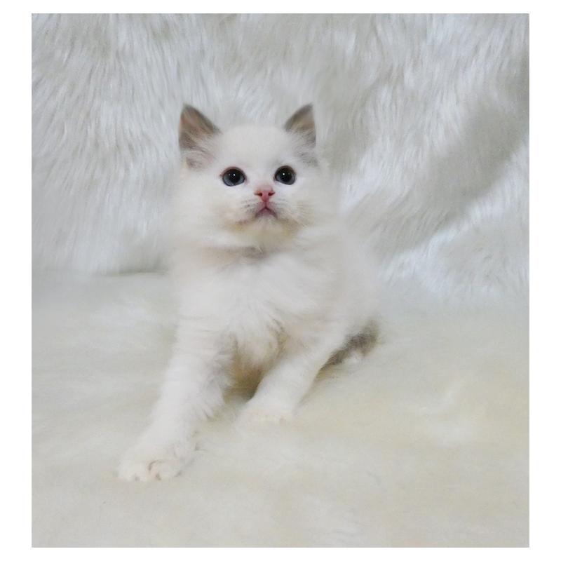 販売中の茨城県のラグドール-132106の4枚目