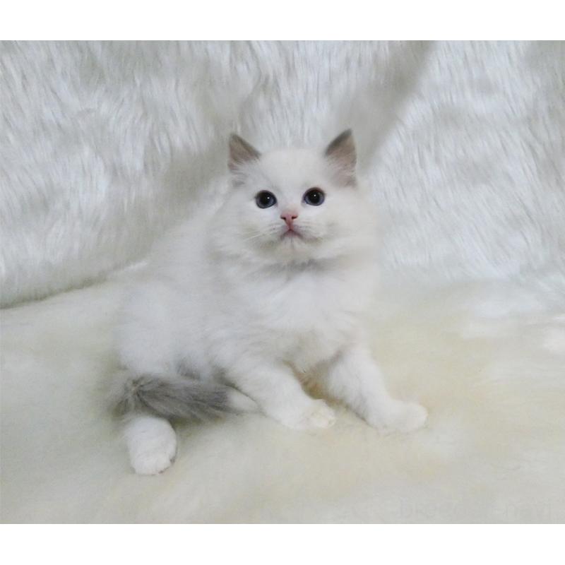 販売中の茨城県のラグドール-132106の2枚目