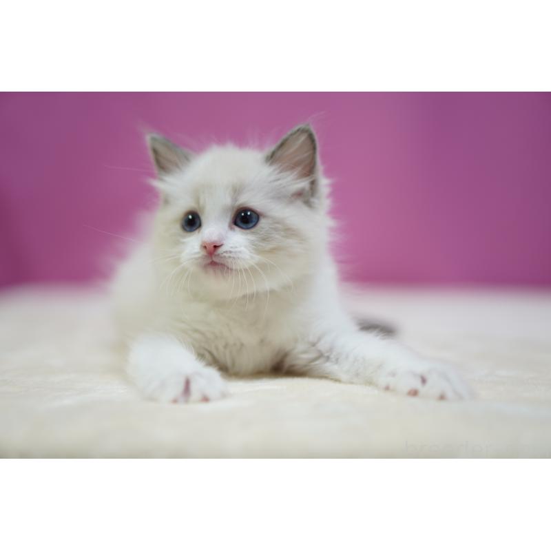 販売中の埼玉県のラグドール-131005の8枚目