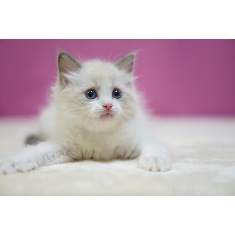 販売中の埼玉県のラグドール-131005の4枚目