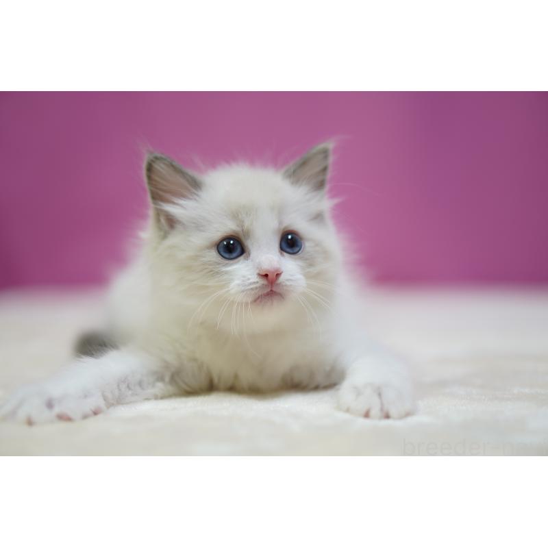 販売中の埼玉県のラグドール-131005の3枚目