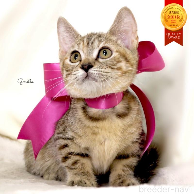 販売中の栃木県のジェネッタ-131203