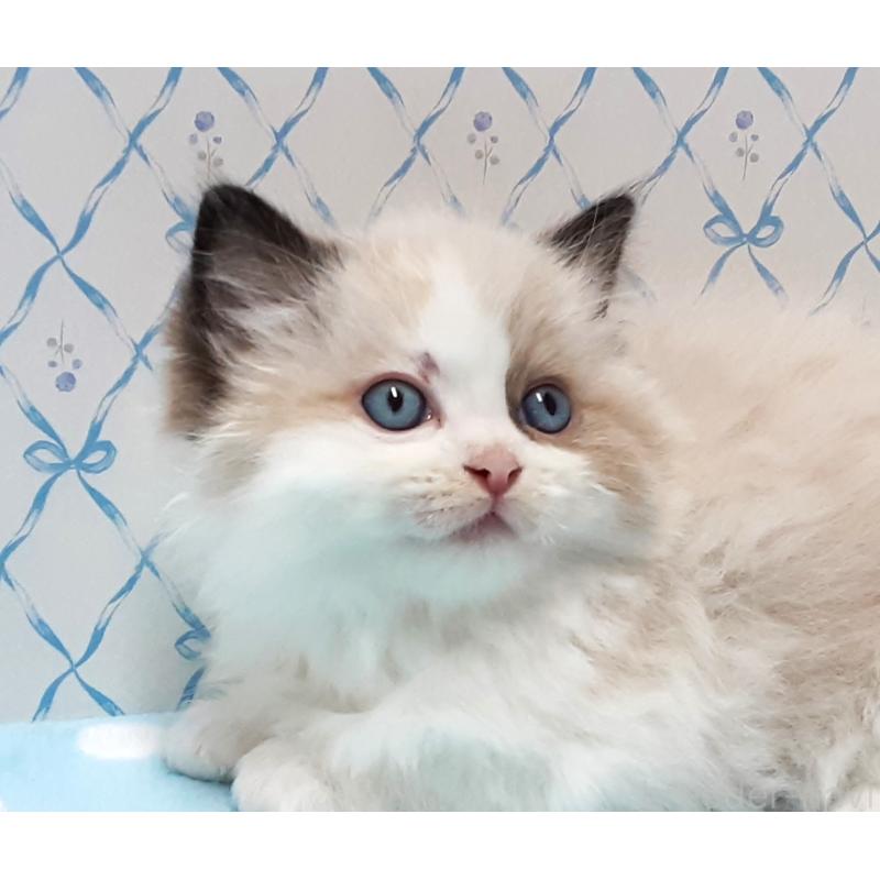 販売中の岐阜県のラグドール-132108の4枚目