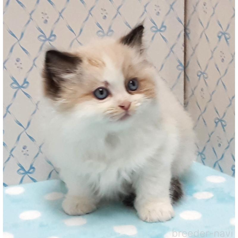 販売中の岐阜県のラグドール-132108の3枚目