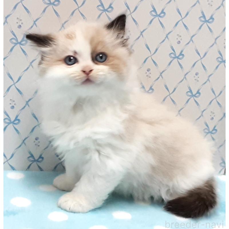 販売中の岐阜県のラグドール-132108の2枚目